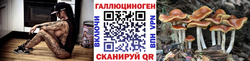 закладка  Болотное  Галлюциногенные грибы Psilocybine cubensis 